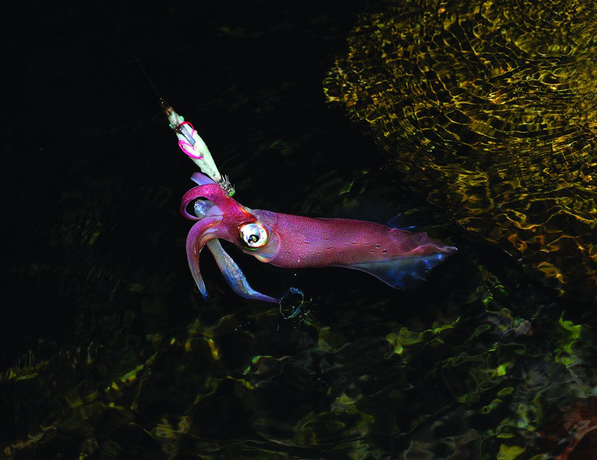 peche calamar